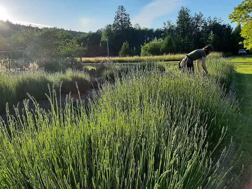 wildcrafting herbal practices