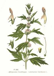 Motherwort Monograph